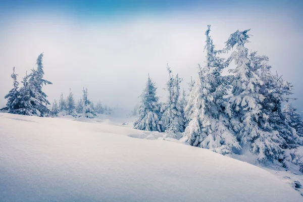 Brilhante Cena Matinal Floresta Montanha Paisagem Inverno Enevoada Madeira Nevada — Fotografia de Stock