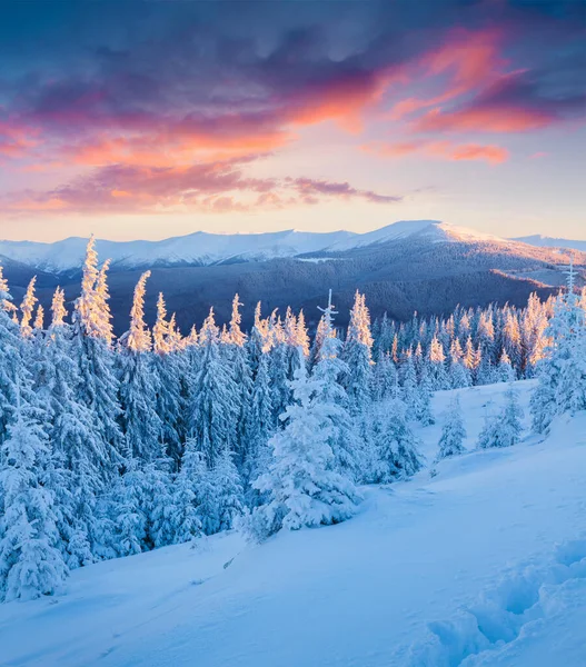 Neuvěřitelný Zimní Východ Slunce Karpatských Horách Zasněženými Jedlemi Barevná Venkovní — Stock fotografie