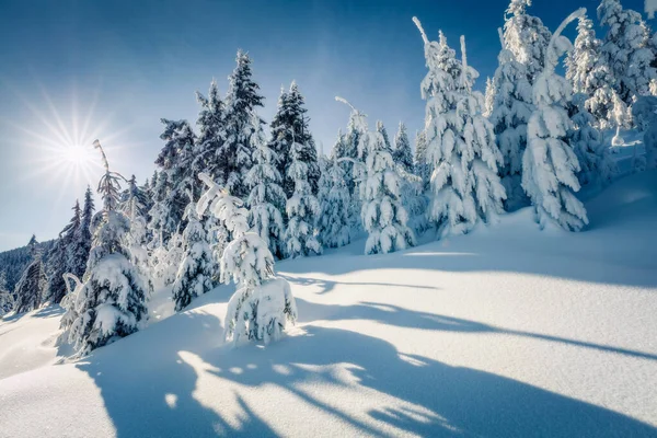 Морозное Зимнее Утро Горном Лесу Заснеженными Елками Великолепная Сцена Открытом — стоковое фото