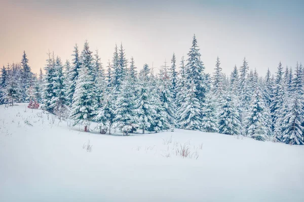Emocionante Postal Invierno Las Montañas Cárpatos Con Abetos Cubiertos Nieve — Foto de Stock