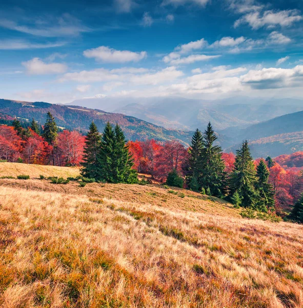 Beeindruckende Herbstlandschaft Gebirgstal Heller Morgen Szene Der Karpaten Kvasy Dorf — Stockfoto