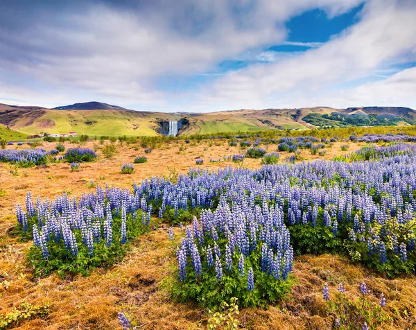 Virágzó Csillagvirág Közelében Csodálatos Skogafoss Vízesés Dél Izlandon Európában Színes — Stock Fotó