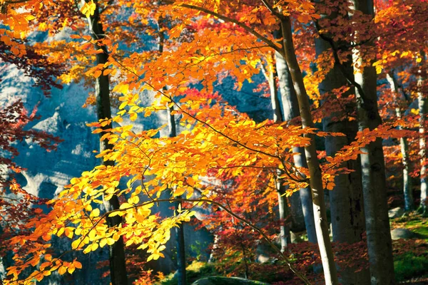 Bella Vista Sulla Foresta Autunnale Splendida Scena Mattutina Nel Colorato — Foto Stock