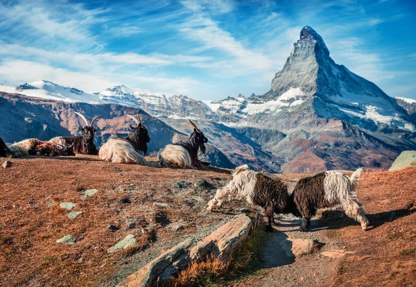 Black White Goats Matterhorn Peak Background Picturesque Autumn Scene Swiss — Stock Photo, Image