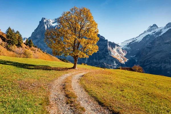 Árbol Dorado Valle Del Pueblo Grindelwald Perfecta Vista Matutina Los —  Fotos de Stock