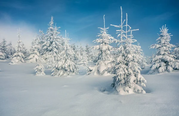 Solig Morgon Scen Fjällskogen Ljust Vinterlandskap Den Snöiga Skogen Gott — Stockfoto