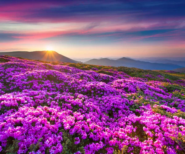 Magic Pink Rhododendron Flowers Mountains Summer Sunrise — Stock Photo, Image