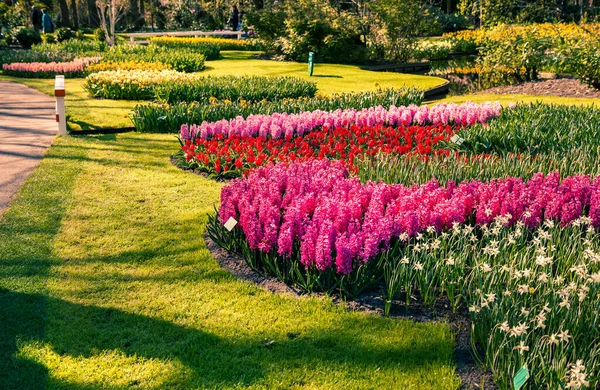 Merveilleuses Fleurs Dans Les Jardins Keukenhof Beaux Paysages Plein Air — Photo