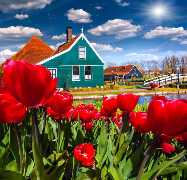 View Typical Dutch Village Zaanstad Colorful Spring Scene Netherlands Country — Stock Photo, Image