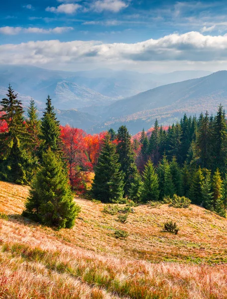 喀尔巴阡山脉美丽的户外风景 Svydovets山脉五彩缤纷的秋天风景 乌克兰外喀尔巴阡 艺术风格经处理后的照片 — 图库照片