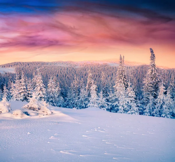 Unreal Winter Sunrise Carpathian Mountains Fir Trees Covered Snow Colorful — Stock Photo, Image