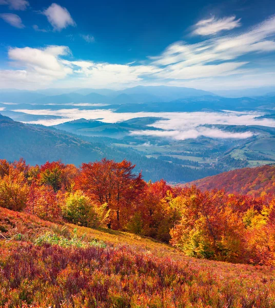Mglista Górska Dolina Porannym Słońcu Kolorowa Scena Jesienna Karpatach Grzbiet — Zdjęcie stockowe