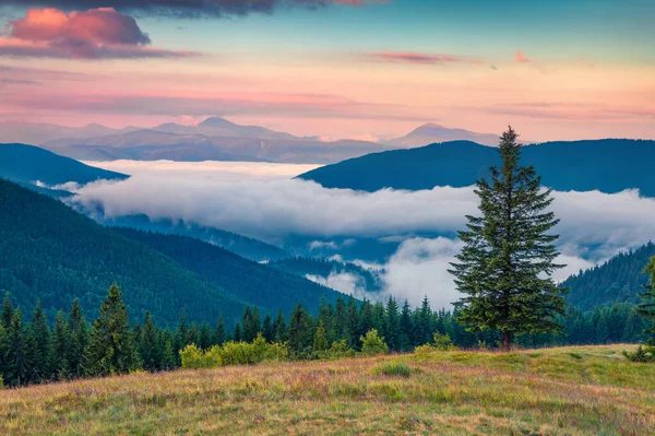 Kleurrijke Zomerzon Karpaten Pittoresk Uitzicht Ochtend Bergvallei Juni Oekraïne Tatariv — Stockfoto