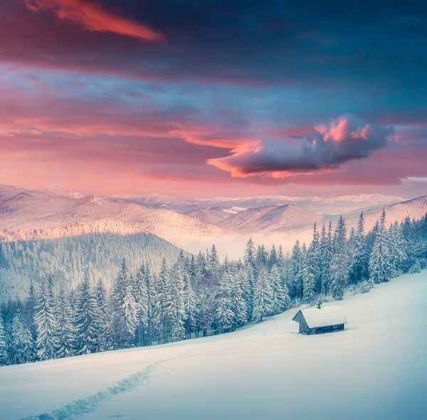 Lindo Nascer Sol Inverno Fazenda Montanha Com Abetos Cobertos Neve — Fotografia de Stock