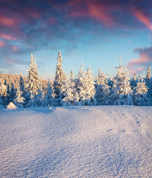 Schilderachtige Zonsopgang Karpaten Met Besneeuwde Dennenbomen Kleurrijke Outdoor Scene Happy — Stockfoto