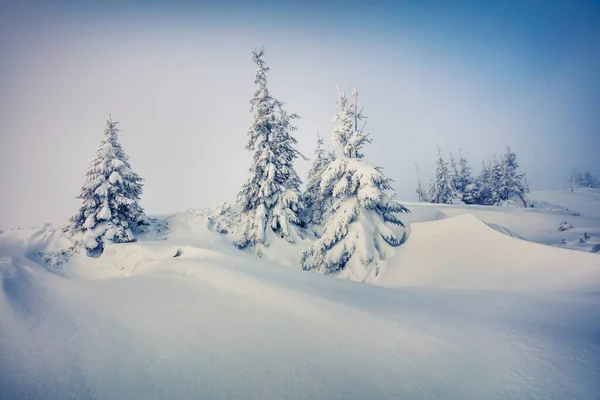 Fantástica Vista Inverno Nas Montanhas Dos Cárpatos Com Abetos Cobertos — Fotografia de Stock