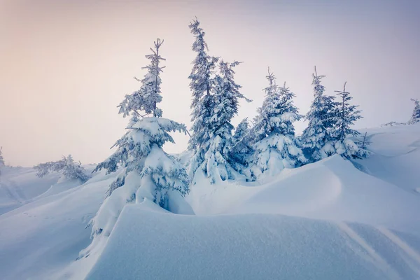 Manhã Inverno Brilhante Nas Montanhas Dos Cárpatos Com Abetos Cobertos — Fotografia de Stock