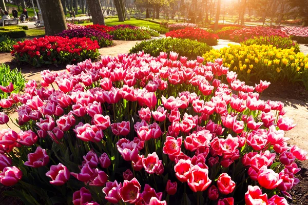 Marvellous Pink Tulips Gulhane Rosehouse Park Istanbul Beautiful Outdoor Scenery — Stock Photo, Image