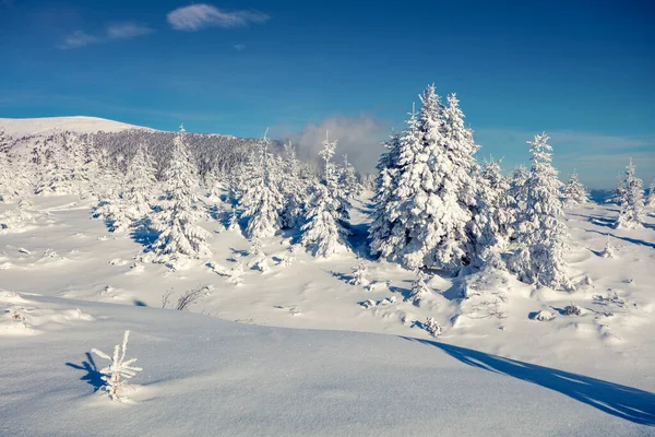 Escena Soleada Mañana Bosque Montaña Paisaje Invierno Brillante Bosque Nevado —  Fotos de Stock