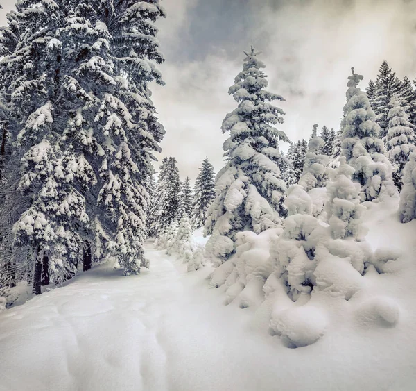 Retro Stil Vinter Utsikt Karpatiska Bergen Stor Utomhus Scen Den — Stockfoto