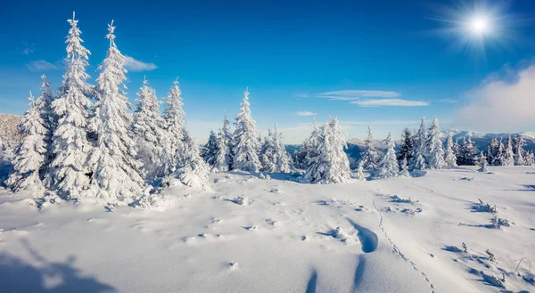 Maravillosa Mañana Invierno Las Montañas Cárpatos Con Abetos Cubiertos Nieve — Foto de Stock