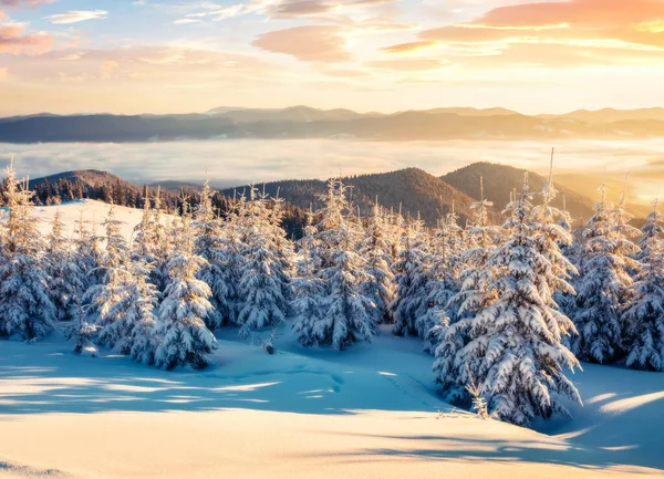 Colorido Amanecer Invierno Las Montañas Cárpatos Con Abetos Cubiertos Nieve — Foto de Stock