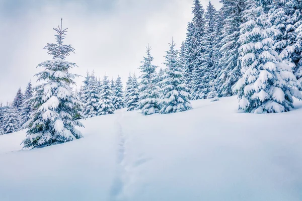 Mañana Fría Invierno Bosque Montaña Con Abetos Cubiertos Nieve Atractiva — Foto de Stock
