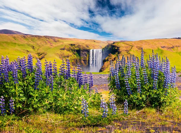 Flores Altramuz Florecientes Cerca Increíble Cascada Skogafoss Sur Islandia Europa — Foto de Stock