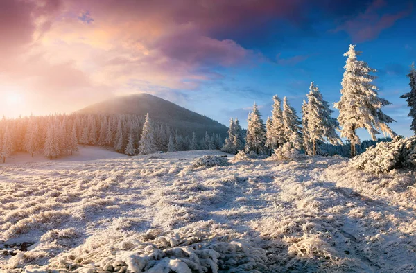 Nascer Sol Inverno Dramático Nas Montanhas Dos Cárpatos Com Abetos — Fotografia de Stock