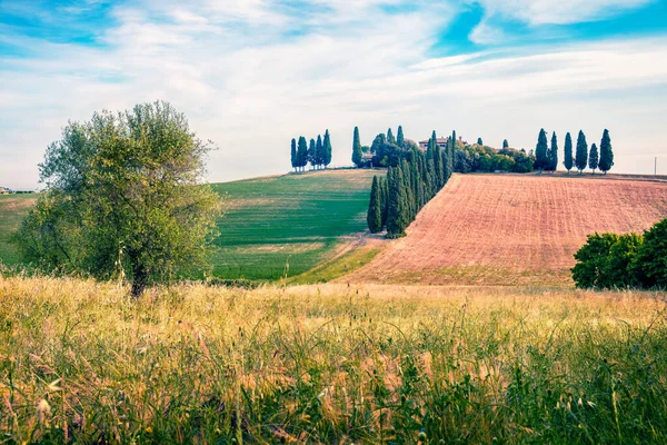 Klassischer Toskanischer Blick Mit Zypressen Bunte Sommer Ansicht Der Italienischen — Stockfoto
