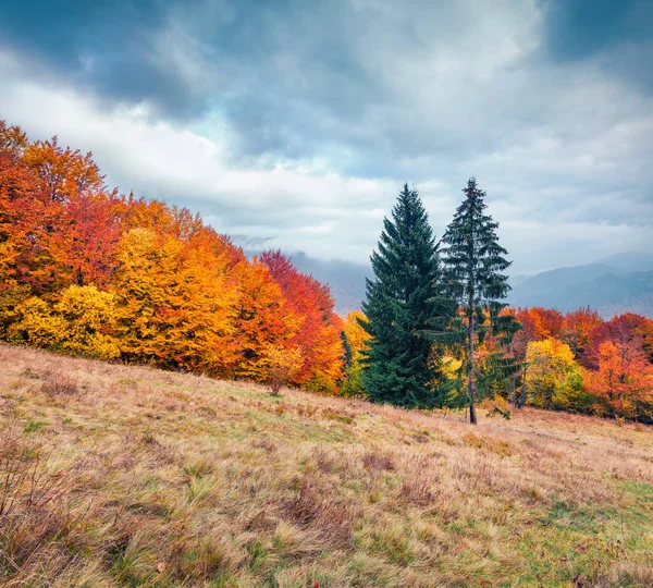 Outono Cada Folha Uma Árvore Transforma Uma Flor Maravilhosa Cena — Fotografia de Stock