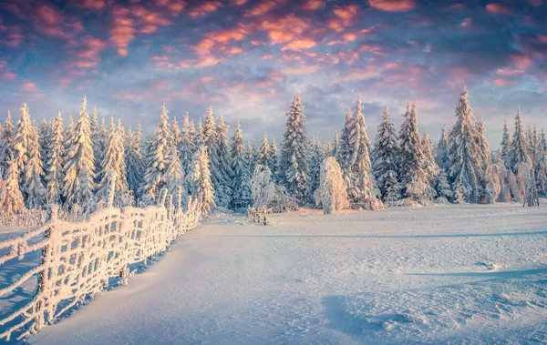 Великолепная Рождественская Сцена Горном Лесу Солнечное Утро Красочный Зимний Рассвет — стоковое фото