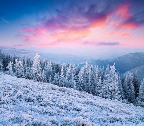 Misty winter sunset in mountain forest with snow covered fir trees. Colorful outdoor scene, Happy New Year celebration concept. Artistic style post processed photo