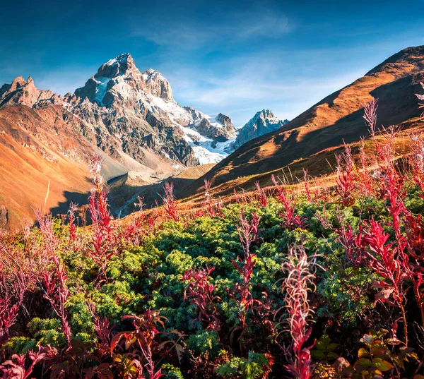 Deep Blue Sky Ushba Sunny Autumn Morning Caucasus Mountains Red — Stock Photo, Image