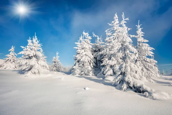 Солнечная Утренняя Сцена Горном Лесу Яркий Зимний Пейзаж Снежном Лесу — стоковое фото