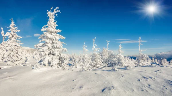 Escena Soleada Mañana Bosque Montaña Paisaje Invierno Brillante Bosque Nevado —  Fotos de Stock