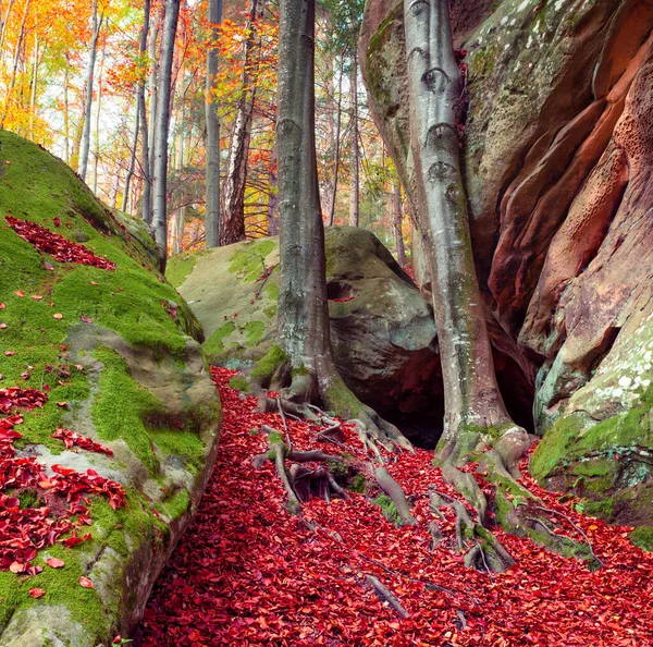 Красочная Осенняя Сцена Горном Лесу Спокойный Вид Природного Лесного Заповедника — стоковое фото