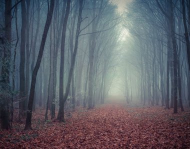 sonbahar orman puslu iz