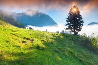sisli yaz sabahı triglav Ulusal Parkı