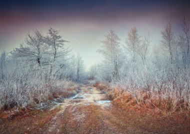 ormandaki ilk frost.