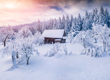 güneşli kış manzara dağ orman. 