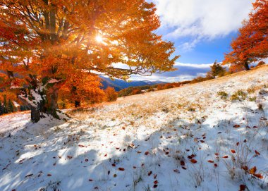 dağ orman sonbahar sabahı