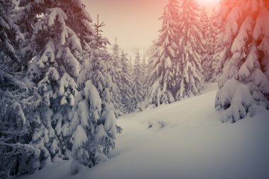 Dağlarda kar ve karla kaplı ağaçlar.