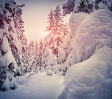 Çam ağaçları ve taze kar.