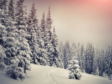 Ağaç kırağı ve karla kaplı