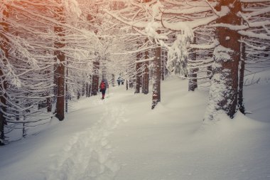 Kış dağ orman içinde seyahat