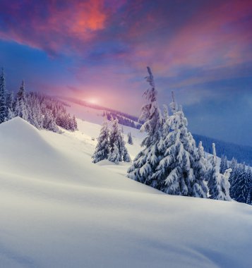 Ağaç kırağı ve karla kaplı