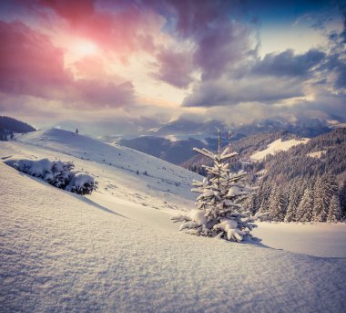 karla kaplı küçük Noel ağacı