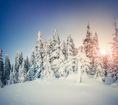 Hoarfrost ve dağ orman karda.