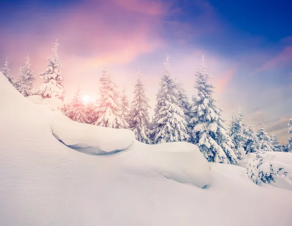 Sagor snöfall i vinter skog. — Stockfoto